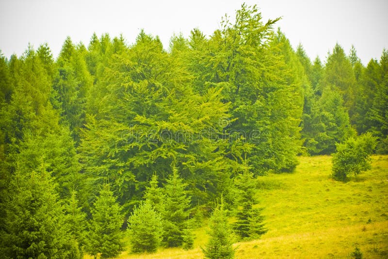 Forêt de sapin photo stock Forêt de sapin photo stock