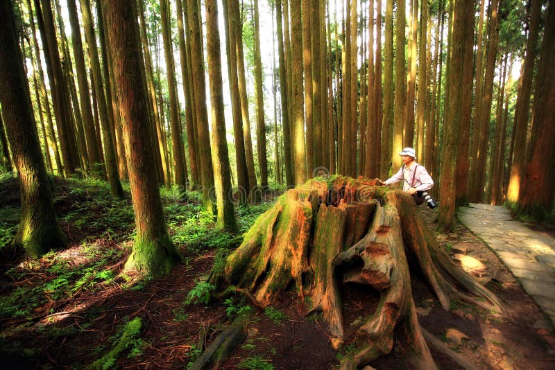 Forêt De Séquoia Bois De Construction Grands Image stock Image du présente, buisson 138150579