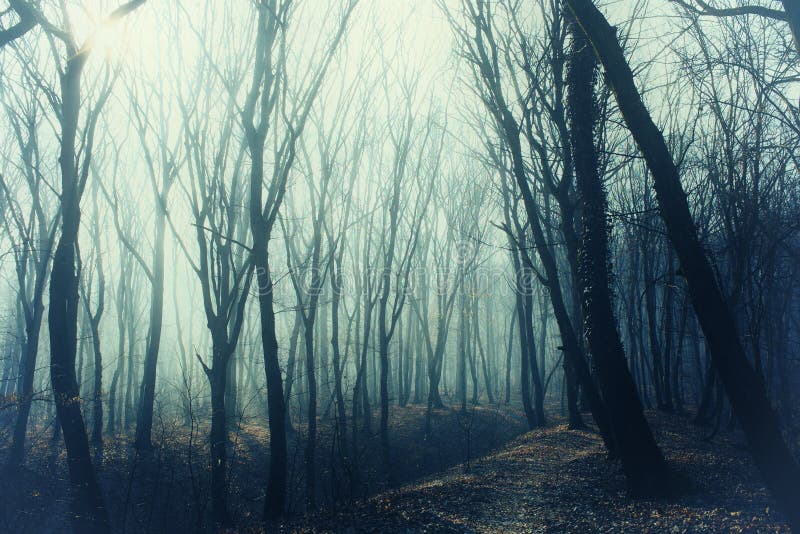Forêt épaisse Avec Le Chemin En Brouillard Mystérieux Image stock - Image  du dépression, congelé: 141496377