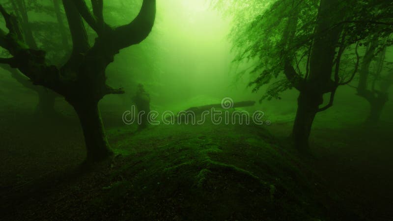 Forêt effrayante profonde images stock Forêt effrayante profonde images stock