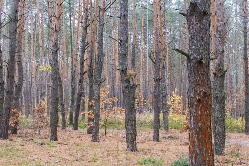 Forêt en automne Pins aux petits arbres aux feuilles rouges et sèches La nature automnale Concept de septembre photo libre de droits Forêt en automne Pins aux petits arbres aux feuilles rouges et sèches La nature automnale Concept de septembre photo libre de droits