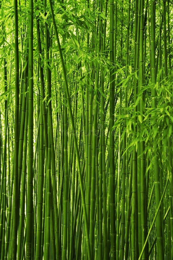Forêt en bambou photographie stock Forêt en bambou photographie stock
