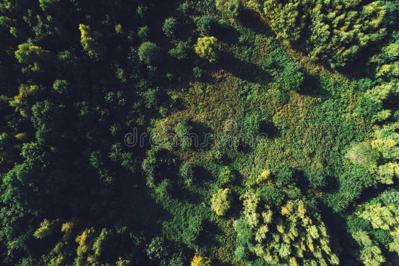 Forêt et pré verts dans la vue supérieure photographie stock Forêt et pré verts dans la vue supérieure photographie stock