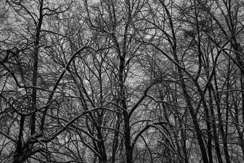 Forêt foncée épaisse, arbres noirs Texture de fond des troncs d'arbre photo libre de droits Forêt foncée épaisse, arbres noirs Texture de fond des troncs d'arbre photo libre de droits