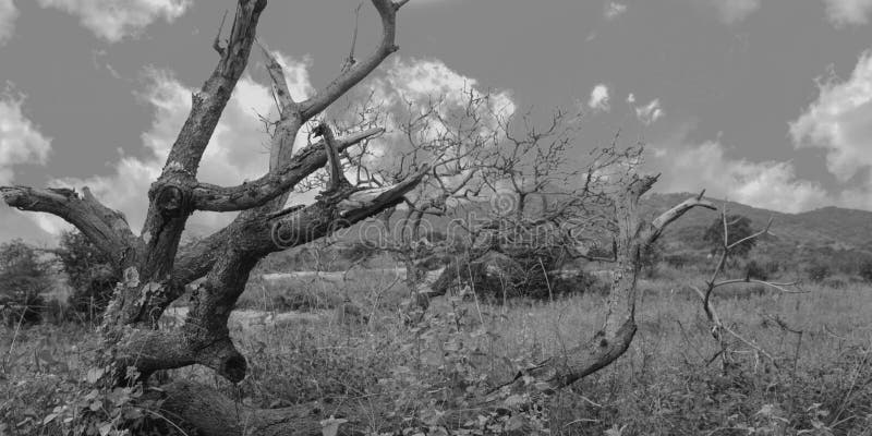 Forêt infestée par des fantômes forêt foncée avec les arbres et le tir noir et blanc photographie stock Forêt infestée par des fantômes forêt foncée avec les arbres et le tir noir et blanc photographie stock