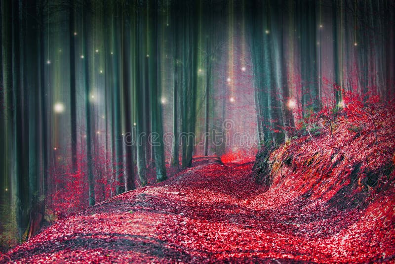 Forêt magique de conte de fées avec des lumières de lucioles photo stock Forêt magique de conte de fées avec des lumières de lucioles photo stock