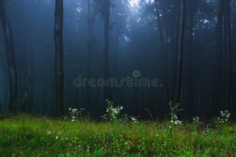 Forêt mystique