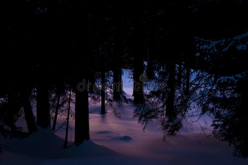 Forêt mystique de l'hiver photos stock Forêt mystique de l'hiver photos stock