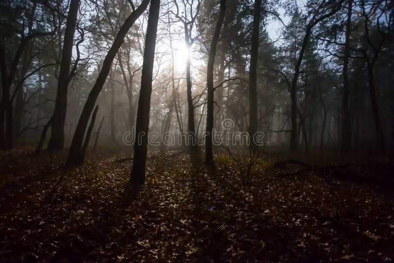 Forêt nocturne brumeuse dans un brouillard et un lune images stock Forêt nocturne brumeuse dans un brouillard et un lune images stock