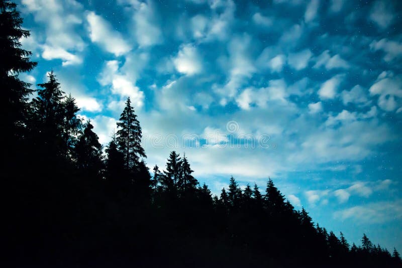 Forêt noire avec des arbres au-dessus de ciel nocturne bleu photographie stock libre de droits Forêt noire avec des arbres au-dessus de ciel nocturne bleu photographie stock libre de droits