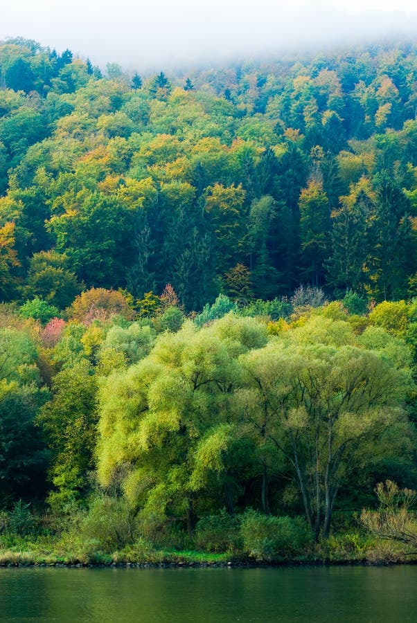 Forêt sur la Moselle photographie stock libre de droits Forêt sur la Moselle photographie stock libre de droits