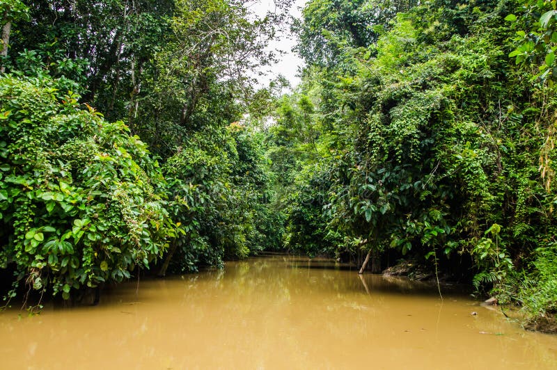 Forêt tropicale le long de la rivière kinabatangan, Sabah, Bornéo Malaysi image libre de droits Forêt tropicale le long de la rivière kinabatangan, Sabah, Bornéo Malaysi image libre de droits