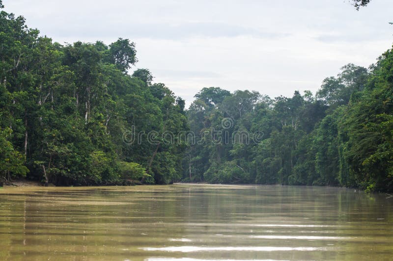 Forêt tropicale le long de la rivière kinabatangan, Sabah, Bornéo Malaysi photo libre de droits Forêt tropicale le long de la rivière kinabatangan, Sabah, Bornéo Malaysi photo libre de droits