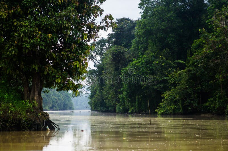 Forêt tropicale le long de la rivière kinabatangan, Sabah, Bornéo malaysia images stock Forêt tropicale le long de la rivière kinabatangan, Sabah, Bornéo malaysia images stock