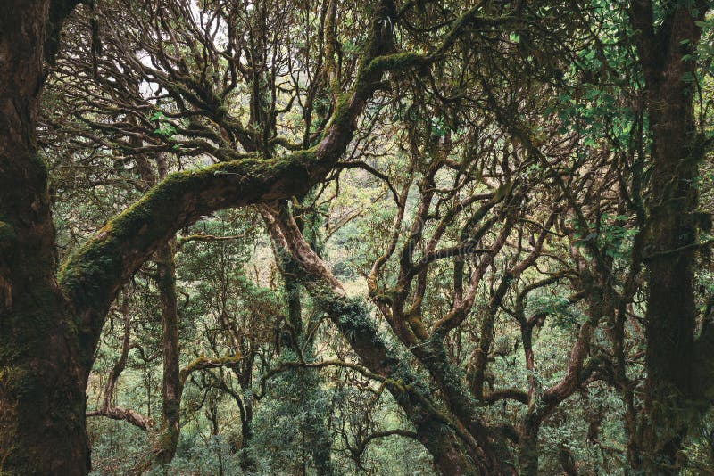 Forêt tropicale tropicale de l'Himalaya images stock Forêt tropicale tropicale de l'Himalaya images stock