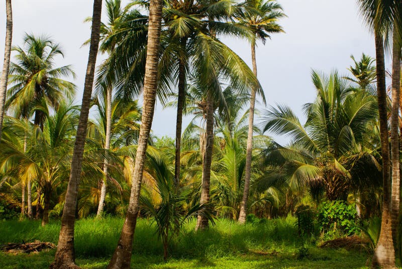 Forêt verte de paume en île colombienne Mucura