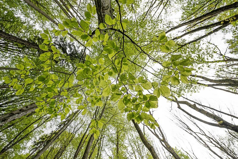 Forêt verte de ressort dans des rayons du soleil photos stock Forêt verte de ressort dans des rayons du soleil photos stock