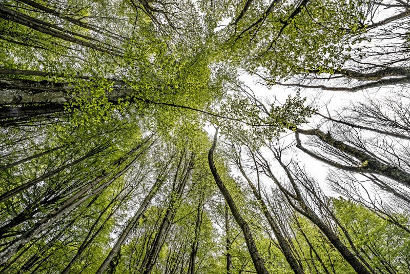 Forêt verte de ressort dans des rayons du soleil image libre de droits Forêt verte de ressort dans des rayons du soleil image libre de droits