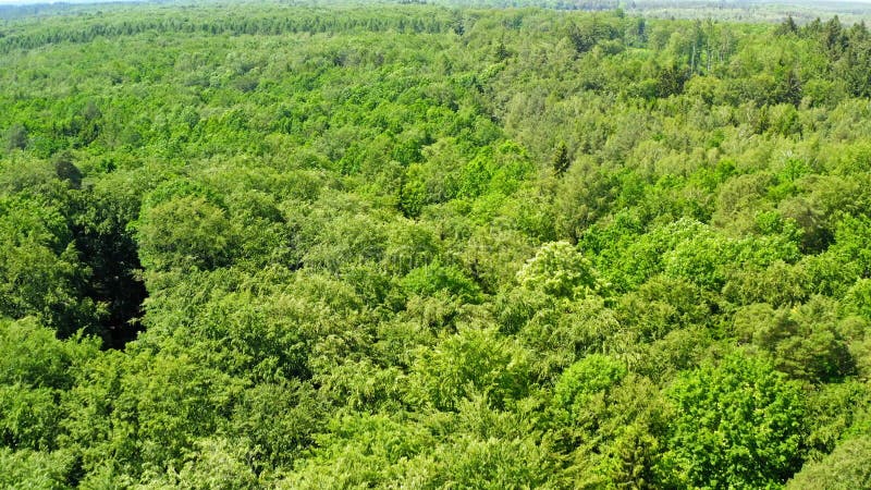 Forêt verte en été, vue de dessus, la Pologne clips vidéos