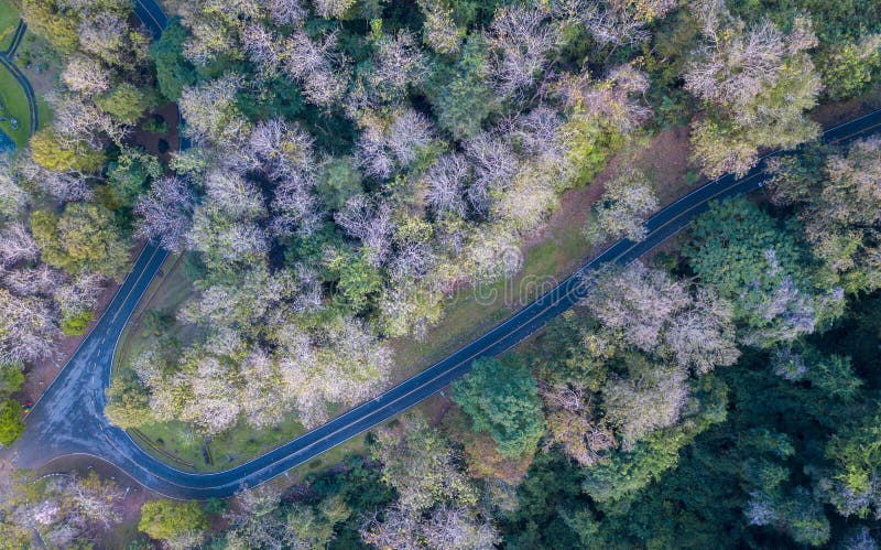 Forêt à feuilles caduques et route près de barrage de Sirikit images libres de droits Forêt à feuilles caduques et route près de barrage de Sirikit images libres de droits