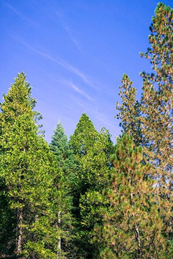 Forêt à feuilles persistantes fabriquée à partir de des arbres de sapin, de pin et de cèdre dans un matin clair d'automne, grand images libres de droits Forêt à feuilles persistantes fabriquée à partir de des arbres de sapin, de pin et de cèdre dans un matin clair d'automne, grand images libres de droits