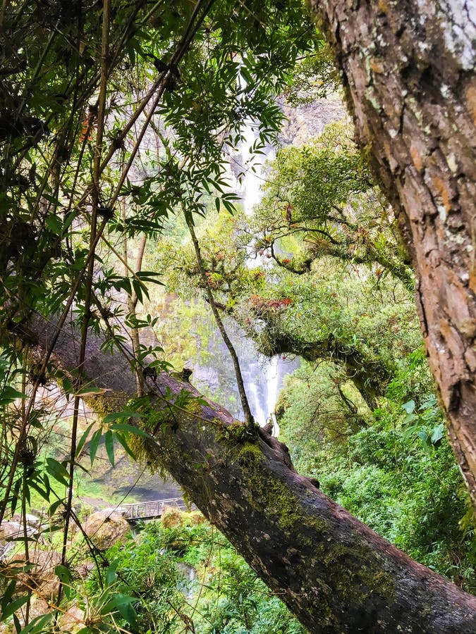 Forêt équatorienne luxuriante dans Giron photographie stock Forêt équatorienne luxuriante dans Giron photographie stock