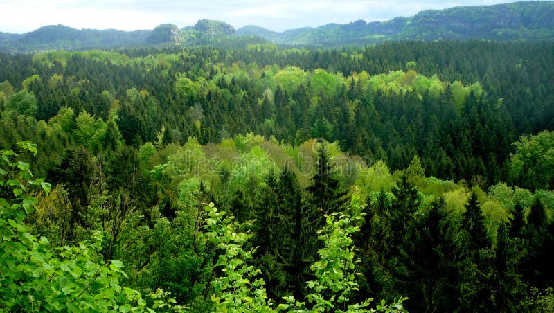 forêts images stock forêts images stock