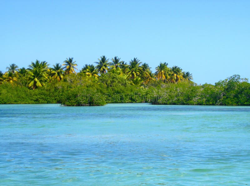 Forêts de palétuviers, palmtree, palétuviers en République Dominicaine des Caraïbes et photographie stock libre de droits Forêts de palétuviers, palmtree, palétuviers en République Dominicaine des Caraïbes et photographie stock libre de droits