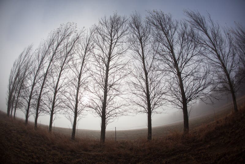 Foschia nuda di inverno degli alberi