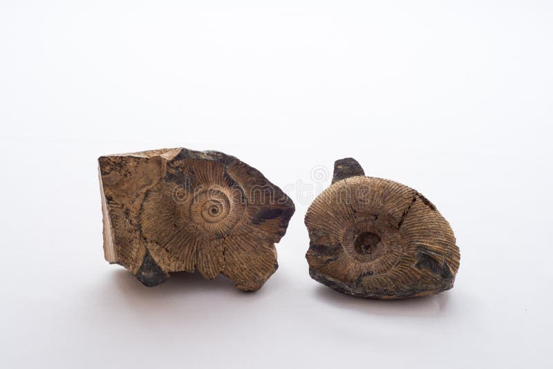 Fossiele overzeese shell stock afbeelding Fossiele overzeese shell stock afbeelding