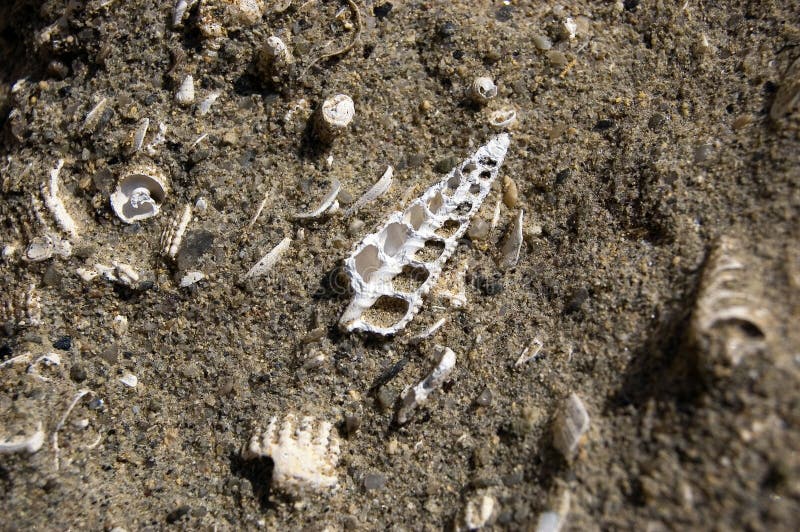 Some oligocene aged fossil in a sandpit