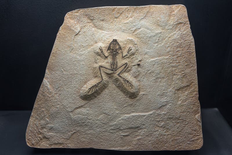 Fossil av en förhistorisk groda som finnas i perfekt villkor