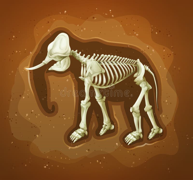 Fossil av en ullig mamoth royaltyfri illustrationer Fossil av en ullig mamoth royaltyfri illustrationer