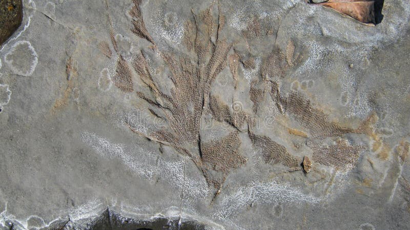 Bryozoan fossil also known as sea fans in Permian siltstone rock platform. Ulladulla, New South Wales, Australia. Bryozoan fossil also known as sea fans in Permian siltstone rock platform. Ulladulla, New South Wales, Australia.