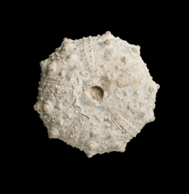 Sea urchin fossil isolated on black background top view. Sea urchin fossil isolated on black background top view.