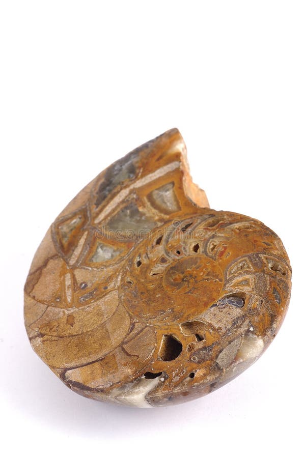 fossil- nautiluswhite för bakgrund fotografering för bildbyråer fossil- nautiluswhite för bakgrund fotografering för bildbyråer