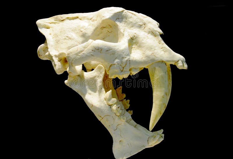 Fossil of Sabertoothed Tiger Stock Photo Image of jurassic, heritage