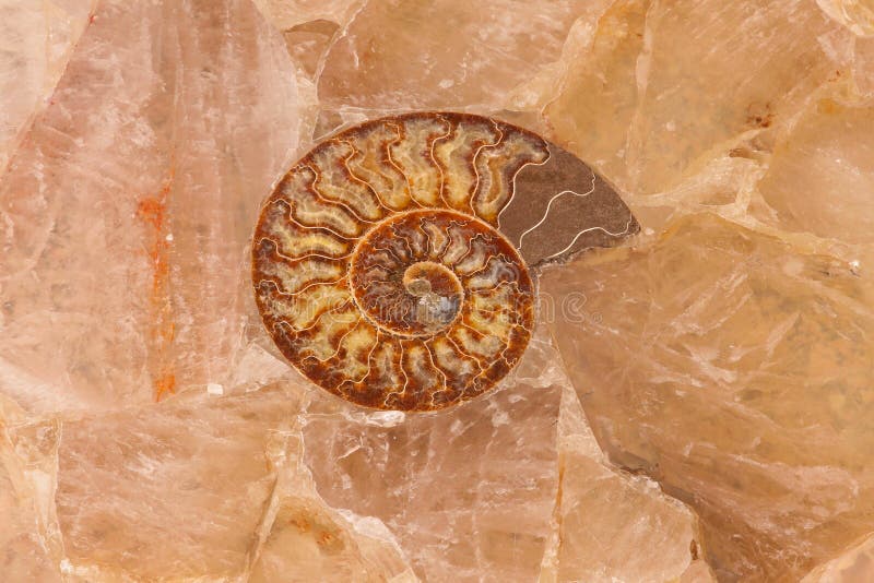 Fossil shell stock photo. Image of tiles, stone, ammonoidea - 33735820