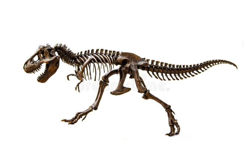 Fossil- skelett av dinosaurietyrannosarien Rex
