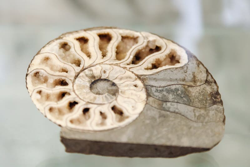 Fossil spiral snigelsten äkta uråldrigt skalet Fossila stenar i museum fotografering för bildbyråer