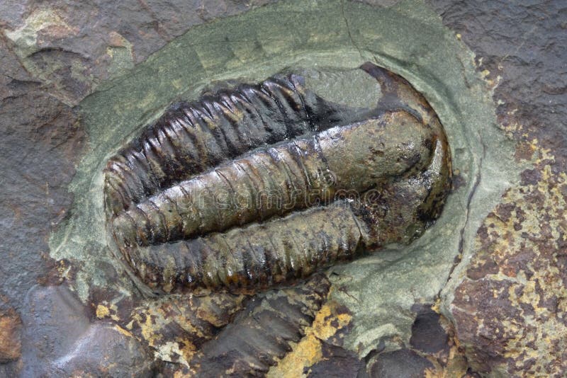 Trilobite fossil, in macro view. Trilobite fossil, in macro view.