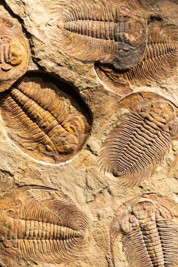 Fossil of Trilobite - Acadoparadoxides briareus - ancient fossilized arthropod on rock stock photo