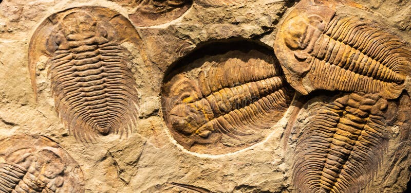 Fossil of Trilobite - Acadoparadoxides briareus - ancient fossilized arthropod on rock stock photography