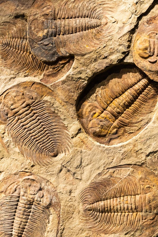 Fossil of Trilobite - Acadoparadoxides briareus - ancient fossilized arthropod on rock royalty free stock photography