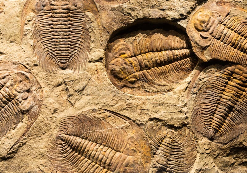Fossil of Trilobite - Acadoparadoxides briareus - ancient fossilized arthropod on rock royalty free stock photo