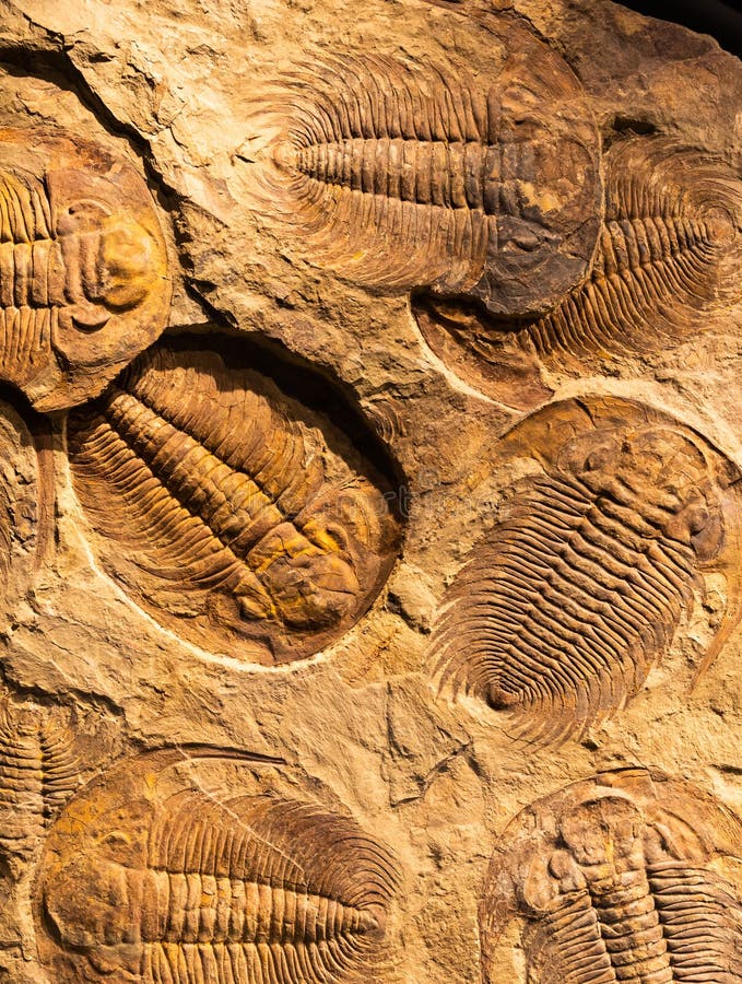 Fossil of Trilobite - Acadoparadoxides briareus - ancient fossilized arthropod on rock stock images