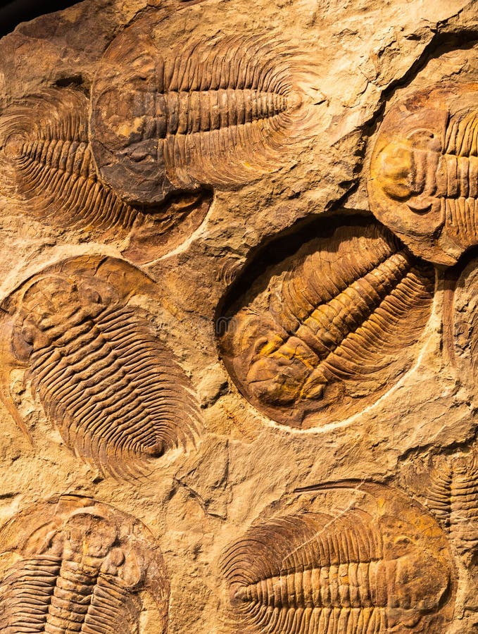 Fossil of Trilobite - Acadoparadoxides briareus - ancient fossilized arthropod on rock royalty free stock image