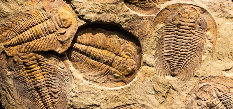 Fossil of Trilobite - Acadoparadoxides briareus - ancient fossilized arthropod on rock stock photo