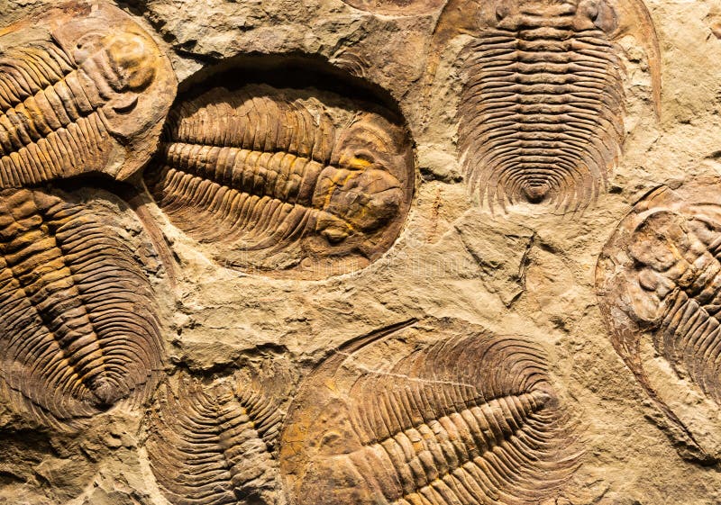 Fossil of Trilobite - Acadoparadoxides briareus - ancient fossilized arthropod on rock stock images