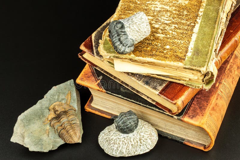 Fossil trilobite imprint in the sediment. An imprint of history. Fossil trilobite in rock. royalty free stock photography Fossil trilobite imprint in the sediment. An imprint of history. Fossil trilobite in rock. royalty free stock photography